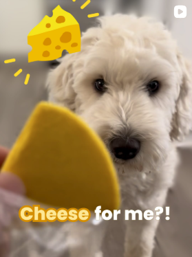 Cheese for Mochi!